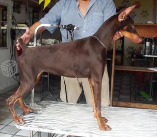 Süße Dobermann welpen