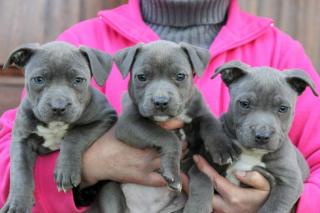 Reinrassige American Pit Bull Terrier Welpen mit ADBA Papieren