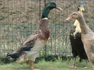 Wildfarbener Erpel