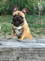 Französische Bulldogge Rüde red fawn 1 Jahr