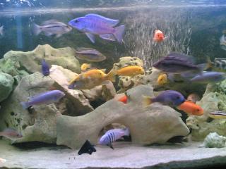 2. Cyphotilapia frontosa blue zaire zuchtmänchen