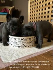 Französische Bulldogge Blue Welpen
