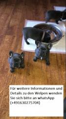 Französische Bulldogge Welpen in blau mit Papieren