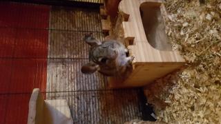 4 Chinchilla Käfig alles was dazu gehört