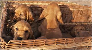 Cocker Spaniel Welpe rotbraun