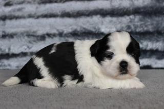Einmal Shih Tzu immer Shih Tzu