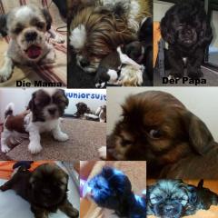 Kleine Shih Tzu Bande sucht neues zu Hause