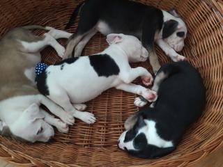 Cane corso/doggen Mix welpen