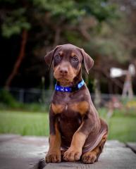 Super liebende Dobermann-Welpen