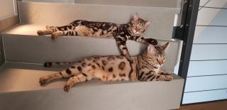Reinrassige Bengalkitten mit Stammbaum