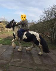 Irish Tinker Stute zu verkaufen