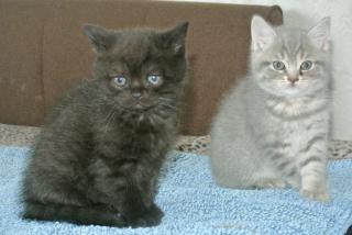 Britisch Kurzhaar. Kätzchen, katzenbabys, babys, Rassekitten, Kitten, Katzen z