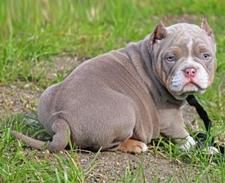 Amerikanische Pitbull Welpen