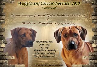 Rhodesian Ridgeback Wurfplanung Oktober/November 2021