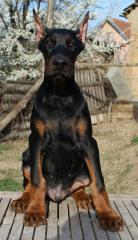 Dobermann Welpen Kupiert