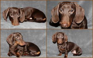 Kaninchen -TECKEL - RÜDE CHOKO