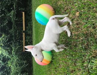 Miniature-Bullterrier Welpen extra Auslesegesundheitszucht nur in allerbeste Hän