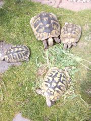 Griechische landschildkröte