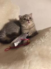 BKH Kater / Kitten- Katzenbabys/ sucht ein liebevollen Zuhause