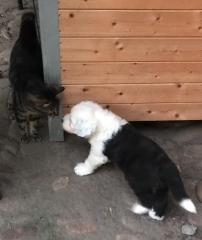 Bobtailwelpe / Old English Sheepdog sucht liebes Zuhause