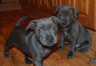 Staffordshire Bullterrier