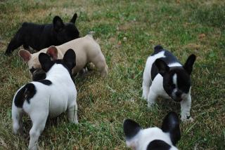 Französische Bulldogge-Welpen- mit Papieren