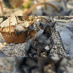 Franzözische Bulldoggen