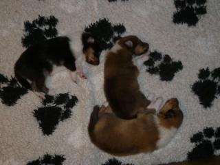 Colliewelpen in tricolour und dark-sable VDH/FCI