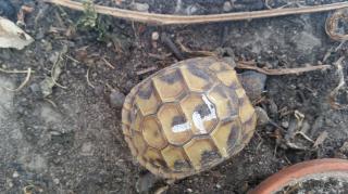 Griechische Landschildkröte