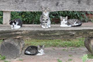 Kleine Kater Katzenbabys vom Bauernhof
