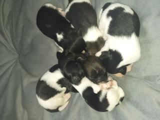 Shih Tzus Welpen suchen ein Zuhause