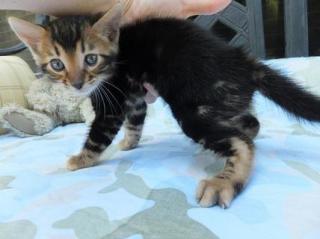 Bengal Kitten schön gezeichnet