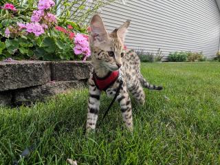 F1 Savannah Kitten suchen ein liebevolles zu Hause