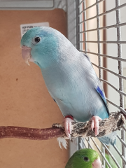 Blaugenick Sperlingspapagei sucht Henne