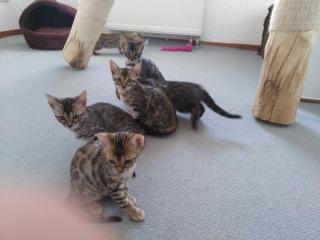 Bengalkitten zu verkaufen