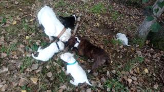 Staffordshire Bullterrier Welpen