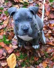 American staffordshire terrier welpen