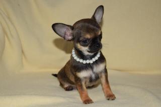 Chihuahua Welpen