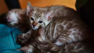 Wunderschöne Champion Bengal Kitten Katzen suchen Ihr neues Zuhause