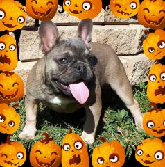 Französische Bulldogge Welpen