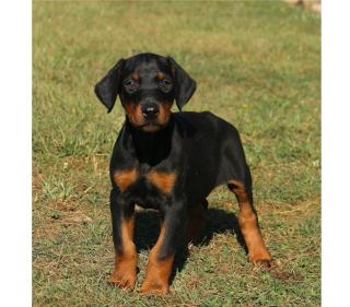 Dobermann welpen - Aus einem Naturparadies