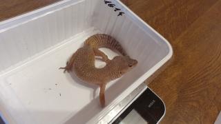 Leopardgecko Weibchen
