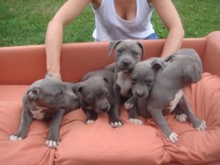 Niedlichen blaue nase pit-bull