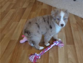 Schöne Australian Shepherd mit FCI Ahnentafel