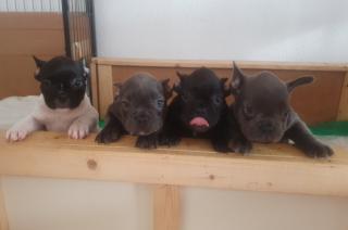 Französische Bulldogge Welpen