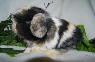 Mini-Lop und NHD vom Züchter