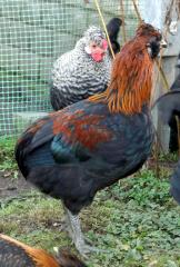 Schicker Hahn Araucaner Abstammung - Farbe für Ihren Hühnerhof