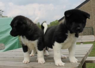 Reinrassige Akita Inu . Welpen mit VDH Papieren