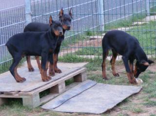 Reinrassige Dobermann Welpen