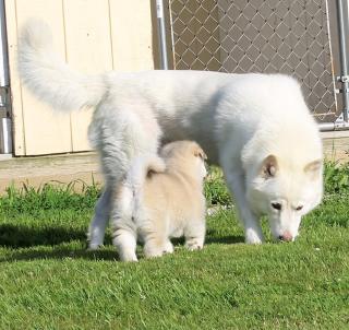 Alaskan Malamute Welpen